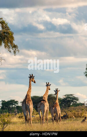 Giraffe ungewöhnliche Paarungsverhalten Hwange Simbabwe Stockfoto