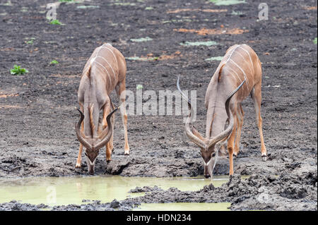 Kudu Bull große Trinkhorn Kanga Pan Mana Pools Stockfoto