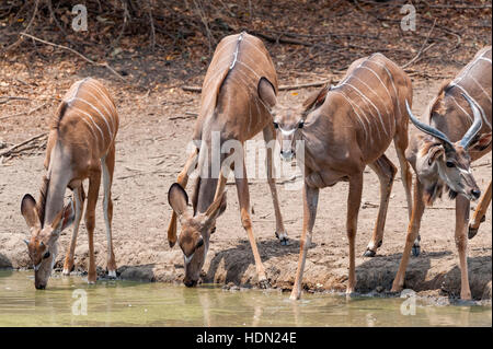 Kudu Bull große Trinkhorn Kanga Pan Mana Pools Stockfoto