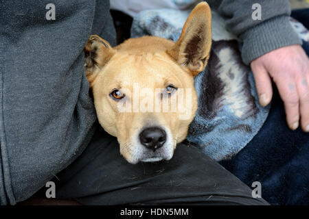 Ein Obdachloser und seine vierbeinigen Begleiter rau Leben auf den Straßen von Birmingham. Die beiden sind schon 10 Jahre, nachdem der Mann den Hund Zuhause eine Rettung wurde als es 2 Jahre alt war und sie auf den Straßen seit vergangenen Jahr Leben zusammen. Bildnachweis: David Bagnall/Alamy Live-Nachrichten Stockfoto