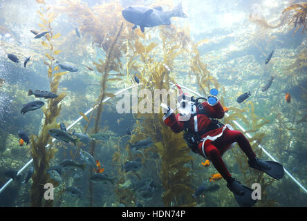 San Diego, Kalifornien, USA. 13. Dezember 2016. Birch Aquarium am Scripps Taucher Tony So tauchte die riesige Kelp Tank zu reinigen und dann die Fische darin gefüttert, nach Mittag von Dienstag als Weihnachtsmann verkleidet. Der Tank umfasst Leopardenhaie, Garibaldi Fische, Muränen und eine riesige Wolfsbarsch. Bildnachweis: John Gastaldo/ZUMA Draht/Alamy Live-Nachrichten Stockfoto