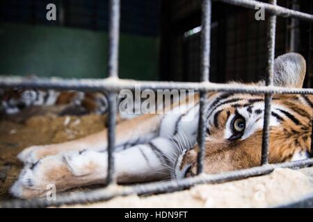 Tschechische Republik. 22. Oktober 2016. Hinter den Kulissen des täglichen Lebens von den Zirkusleuten in Tschechien (Hradec Kralove, Olomouc) © David Tesinsky/ZUMA Draht/Alamy Live News Stockfoto