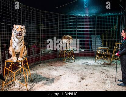 Tschechische Republik. 22. Oktober 2016. Hinter den Kulissen des täglichen Lebens von den Zirkusleuten in Tschechien (Hradec Kralove, Olomouc) © David Tesinsky/ZUMA Draht/Alamy Live News Stockfoto