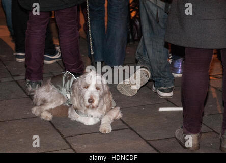 Cardiff, UK. 14. Dezember 2016. #SaveAleppo Protestkundgebung vor Cardiff Castle 100 Aktivisten teilnahmen.  Bildnachweis: Taz Rahman/Alamy Live-Nachrichten Stockfoto