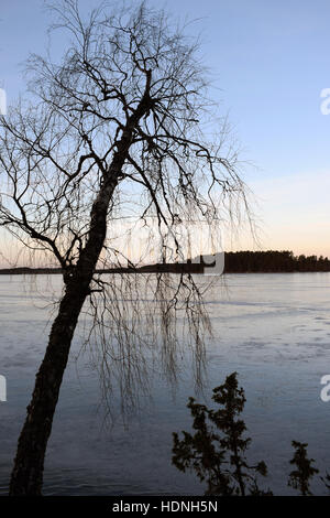 Birke über den zugefrorenen See. Stockfoto