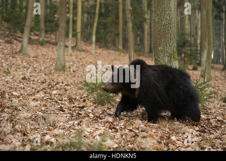 Europäischer Braunbär / Braunbaer (Ursus Arctos), junge, Wander- / roaming durch einen Wald, seine Umgebung zu erkunden. Stockfoto