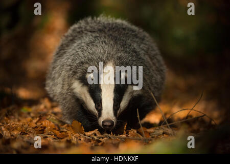 Europäische Badger / Dachs (Meles Meles), erwachsenes Tier, auf der Suche nach Nahrung auf dem Boden ein Laubwald, frontal aufgenommen. Stockfoto