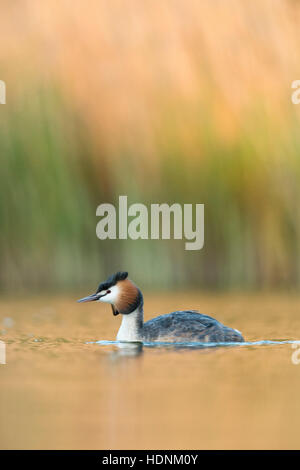 Haubentaucher / Haubentaucher (Podiceps Cristatus) in der Zucht zu kleiden, Baden im bunten frühlingshafte Licht, Frühling Atmosphäre. Stockfoto