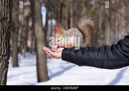 Eichhörnchen, Verzehr von Nüssen aus der Hand des Menschen auf eine Winter-Hintergrund Stockfoto