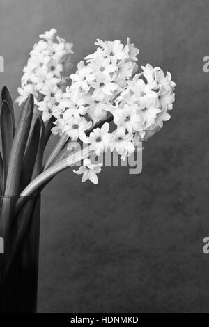 Stillleben mit 3 Hyazinthe Blumen in einer Glasvase in schwarz / weiß oder monochrom mit vielen Textfreiraum, Retro-Hintergrund Stockfoto