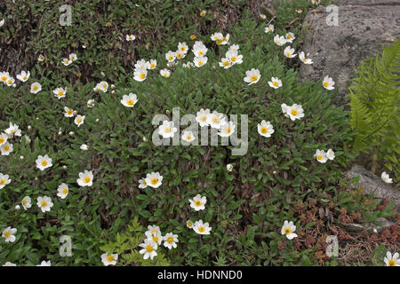 Silberwurz, Weiße Silber-Wurz, Dryas Octopetala fo. Argentea, Mountain Avens Dryade À Huit pétales Stockfoto