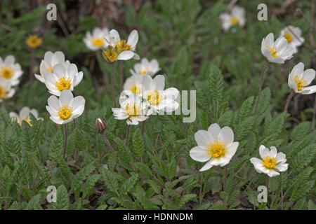 Silberwurz, Weiße Silber-Wurz, Dryas Octopetala fo. Argentea, Mountain Avens Dryade À Huit pétales Stockfoto