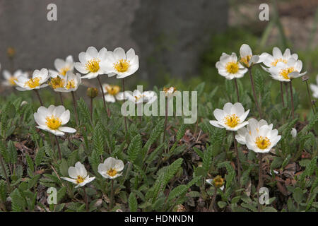 Silberwurz, Weiße Silber-Wurz, Dryas Octopetala fo. Argentea, Mountain Avens Dryade À Huit pétales Stockfoto