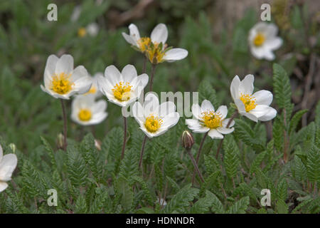 Silberwurz, Weiße Silber-Wurz, Dryas Octopetala fo. Argentea, Mountain Avens Dryade À Huit pétales Stockfoto