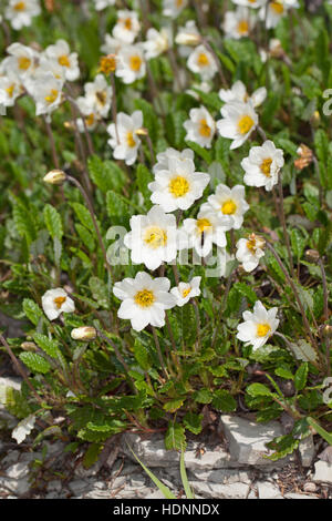 Silberwurz, Weiße Silberwurz, Mehrkronblättrige Silberwurz, Dryas Octopetala, weiße Dryas Dryas Octopetala var. Vestita, Mountain Avens weiß Dryade Stockfoto