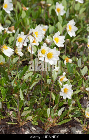 Silberwurz, Weiße Silberwurz, Mehrkronblättrige Silberwurz, Dryas Octopetala, weiße Dryas Dryas Octopetala var. Vestita, Mountain Avens weiß Dryade Stockfoto