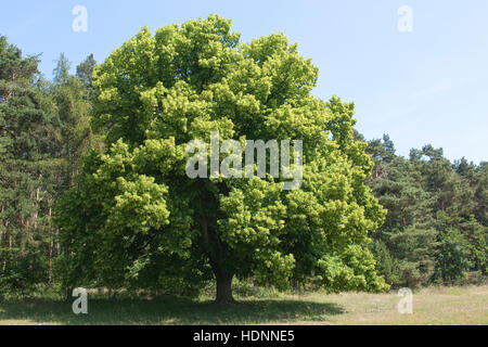 Sommer-Linde, Sommerlinde, Linde, Tilia Platyphyllos, große Leaved Kalk Stockfoto