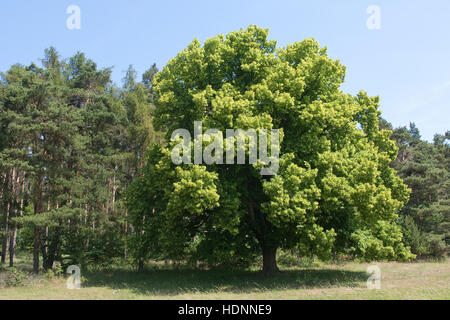 Sommer-Linde, Sommerlinde, Linde, Tilia Platyphyllos, große Leaved Kalk Stockfoto