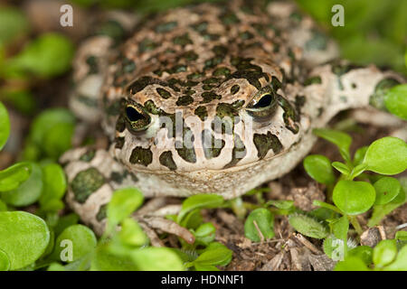 Wechselkröte, Wechsel-Kröte, Grüne Kröte, Bufo Viridis, grüne Kröte Stockfoto