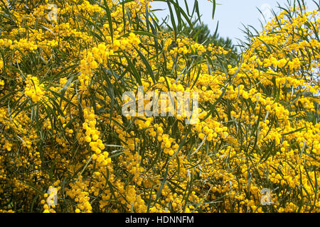 Weidenblatt-Akazie, Weidenblattakazie, Weidenblättrige Akazie, Weidenartige Akazienholz, Blaublättrige Akazie, Acacia Saligna, Coojong, goldenen Kranz wattl Stockfoto