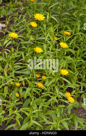 Weidenblättriges Ochsenauge, Rindsauge, Weidenblättriges Rindsauge, Gold-Margerite, Weidenblatt-Ochsenauge, Goldmargerite, Buphthalmum Salicifolium, Y Stockfoto