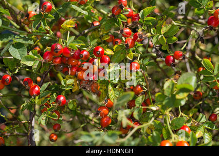 Wein-Rose, Weinrose, Hagebutte, Hagebutten, da Zaunrose, Rose, Wildrose, Rosa Rubiginosa, Rosa Eglanteria Sy, Sweet Briar, Eglantine Rose, Stockfoto