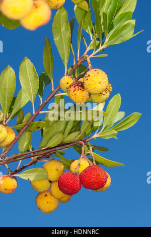 Westlicher Erdbeerbaum, Erdbeer-Baum, Früchte, Arbutus Madrid, Erdbeerbaum, Arbousier Commun Stockfoto