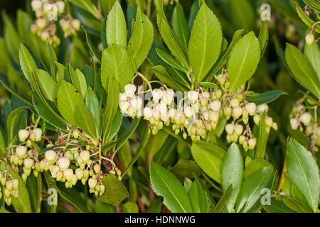 Westlicher Erdbeerbaum, Erdbeer-Baum, Arbutus Madrid, Erdbeerbaum, Arbousier commun Stockfoto