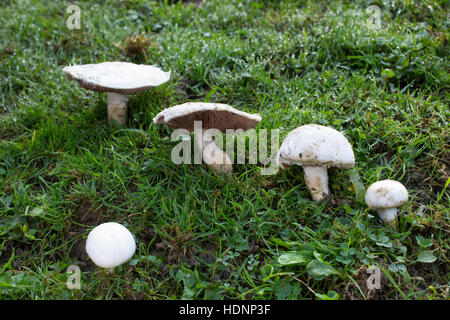 Wiesen-Champignon, Wiesenchampignon, Feldegerling, Wiesenegerling, Feld-Egerling, Wiesen-Egerling, Champignon, Champignons, Champignion, Champignions, Stockfoto