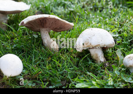 Wiesen-Champignon, Wiesenchampignon, Feldegerling, Wiesenegerling, Feld-Egerling, Wiesen-Egerling, Champignon, Champignons, Champignion, Champignions, Stockfoto