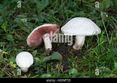 Wiesen-Champignon, Wiesenchampignon, Feldegerling, Wiesenegerling, Feld-Egerling, Wiesen-Egerling, Champignon, Champignons, Champignion, Champignions, Stockfoto