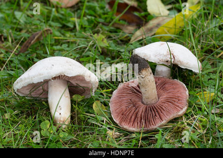 Wiesen-Champignon, Wiesenchampignon, Feldegerling, Wiesenegerling, Feld-Egerling, Wiesen-Egerling, Champignon, Champignons, Champignion, Champignions, Stockfoto