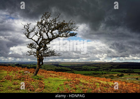Lone Tree, Dartmoor, Devon, UK in der Nähe von Combestone Tor Stockfoto