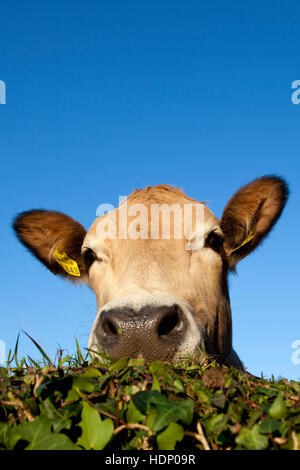 Europa, Deutschland, North Rhine-Westphalia, Herdecke, Kuh sucht über eine Wand Efeu bedeckt. Stockfoto