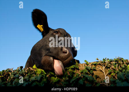 Europa, Deutschland, North Rhine-Westphalia, Herdecke, Kuh frisst die Efeublätter an der Wand. Stockfoto
