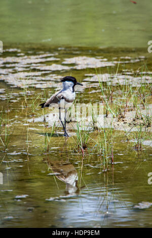 Fluss-Kiebitz in Bardia Nationalpark, Nepal; Specie Vanellus Duvaucelii Familie von CHARADRIIFORMES Stockfoto