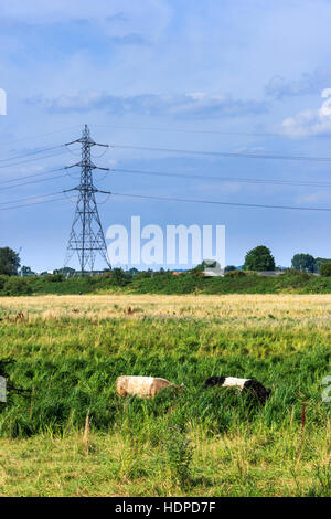 Rinder grasen in einer Wiese auf der Walthamstow Marshes, London, Großbritannien, eine Strom Pylon und Stromleitungen im Hintergrund Stockfoto