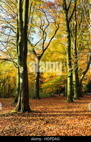 Buche in einem Herbst Wald Stockfoto