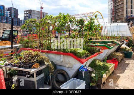 Die Skip-Garten, eine Gemeinschaft, die Ressource, eine grüne Oase in der Mitte von der King's Cross Development, London, UK, 2015 Stockfoto