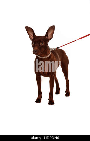 kleinen Pinscher Porträt isoliert auf weißem Hintergrund Stockfoto