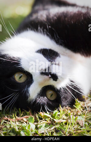 Männlich, schwarz / weiß, kurzhaarig, Hauskatze mit schönen symmetrischen Markierungen auf dem Kopf stehend in der Sonne liegen. Devon, UK. Stockfoto