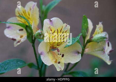 Peruanische Lilie-Alstroemeria Stockfoto