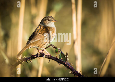 Heckenbraunelle (Prunella Modularis) thront auf einem dornigen bramble Stockfoto