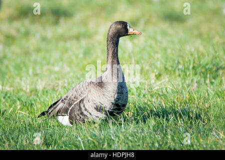 Grönland White – Anser Gans (Anser Albifrons Flavirostris) Beweidung in Grünland Winterquartier in Wexford in Irland. Stockfoto