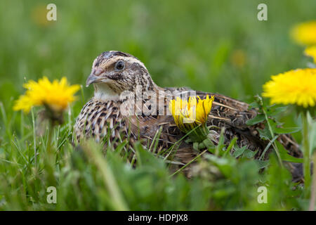 Japanische Wachtel (Coturnix japonica) in einer Frühlingswiese Stockfoto