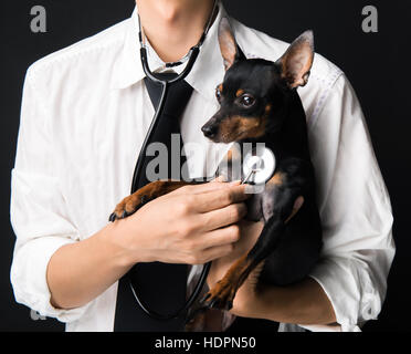 Tierarzt Arzt untersuchen einen Zwergpinscher Welpen mit einem Stethoskop Stockfoto