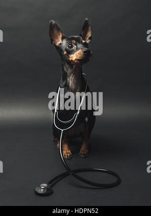 Hund mit einem Stethoskop an seinem Hals. auf schwarzem Hintergrund isoliert Stockfoto