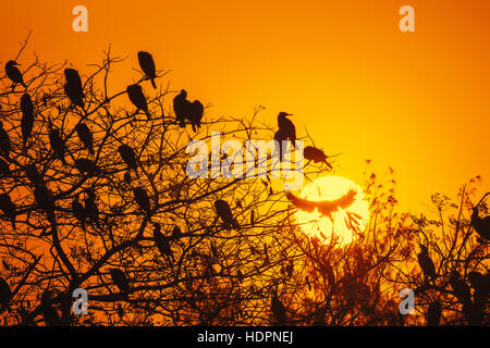 Silhouette der Kormoran mit der aufgehenden Sonne Stockfoto