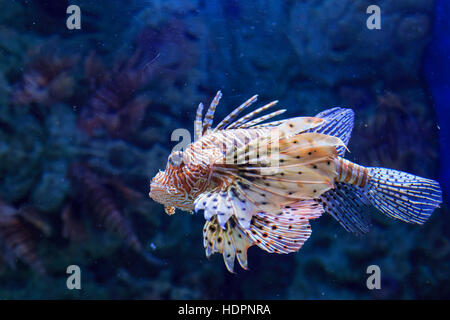 Die schöne rote Feuerfische, Schwimmen, Detail Makroaufnahme Stockfoto