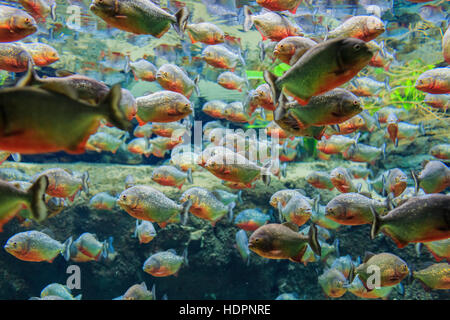 Gruppen von der schrecklichen Piranhas Schwimmen im Wasser Stockfoto